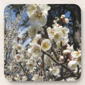 Witte Kersenbloesem / Sakura / サクラ（桜） Onderzetter (Voorkant)