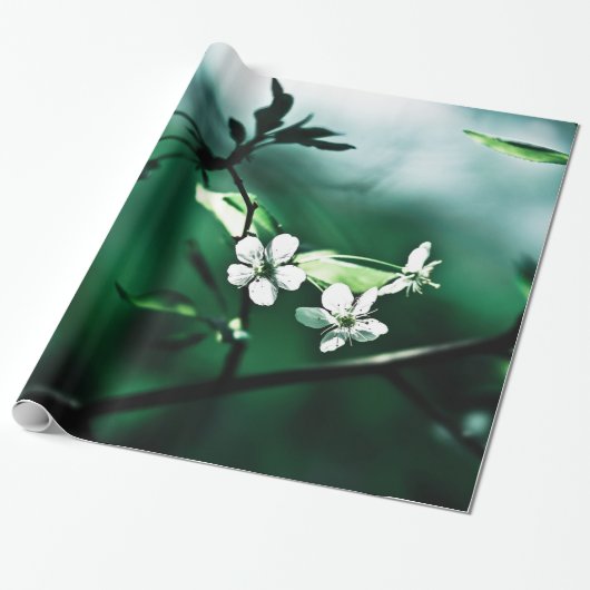 Witte Kersenbloesems Cadeaupapier (Uitgerold)