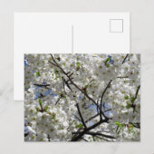 Witte Kersenbloesems: Tokio Briefkaart (Voorkant / Achterkant)