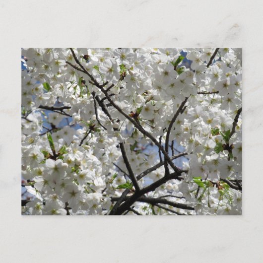 Witte Kersenbloesems: Tokio Briefkaart (Voorkant)