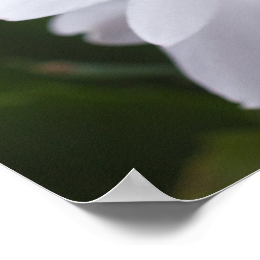 Witte kerstcactus Schlumbergera CC0039 Flower Poster (Hoek)