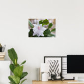 Witte kerstcactus Schlumbergera CC0039 Flower Poster (Thuiskantoor)
