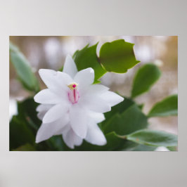 Witte kerstcactus Schlumbergera CC0039 Flower Poster