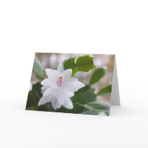 Witte kerstcactus Schlumbergera CC0476 Flower