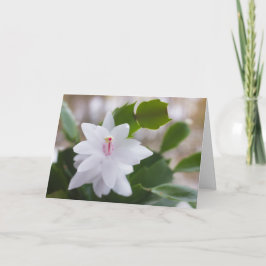Witte kerstcactus Schlumbergera CC0476 Flower Feestdagen Kaart