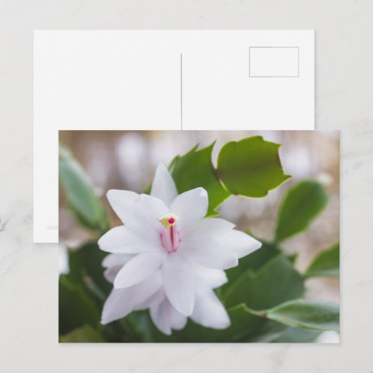 Witte kerstcactus Schlumbergera Pot Flowers Feestdagenkaart (Voorkant / Achterkant)