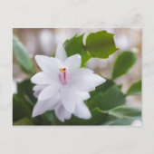 Witte kerstcactus Schlumbergera Pot Flowers Feestdagenkaart (Voorkant)