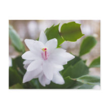 Witte kerstcactus Schlumbergera Pot Flowers