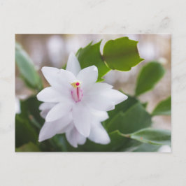 Witte kerstcactus Schlumbergera Pot Flowers Feestdagenkaart