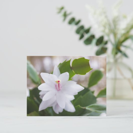 Witte kerstcactus Schlumbergera Pot Flowers Feestdagenkaart (Staand voorkant)