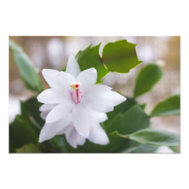 Witte kerstcactus Schlumbergera Pot Flowers Foto Afdruk