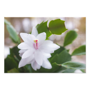 Witte kerstcactus Schlumbergera Pot Flowers Foto Afdruk