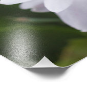 Witte kerstcactus Schlumbergera Pot Flowers Foto Afdruk (Hoek)