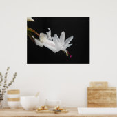 Witte kerstcactus ventilator poster (Keuken)
