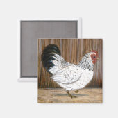 Witte kip magneet (Voorkant / Achterkant)