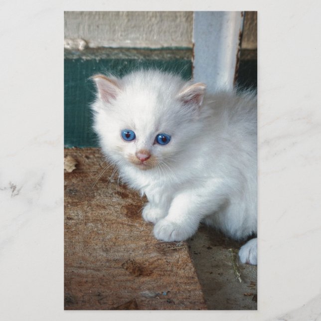 Witte Kitten (Voorkant)