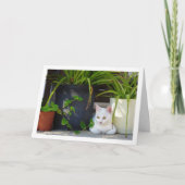 Witte kitten en tuin Planten Kaart (Voorkant)
