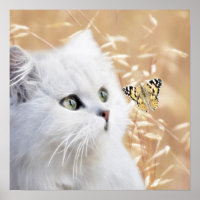 Witte kitten en vlinder