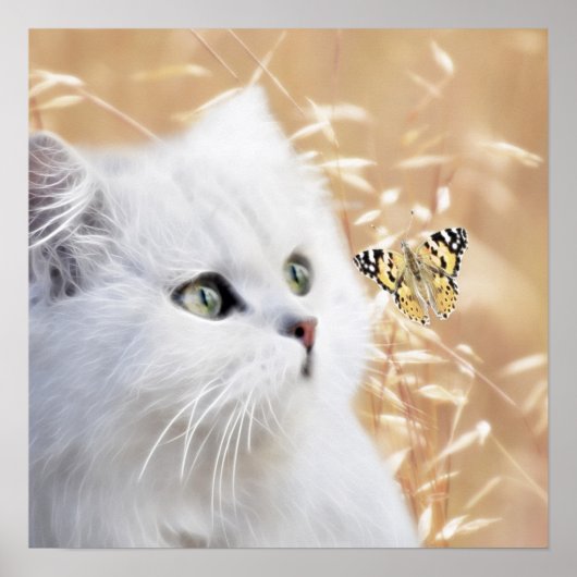 Witte kitten en vlinder poster (Voorkant)