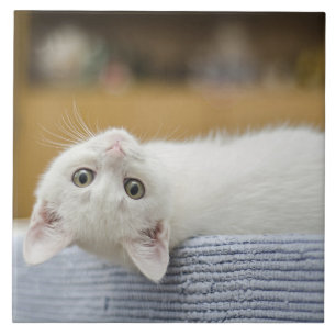 Witte Kitten Huisdier Tegeltje