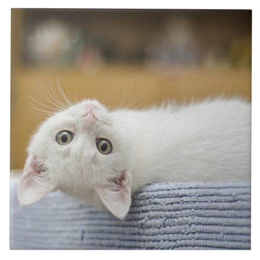 Witte Kitten Huisdier Tegeltje (Voorkant)