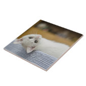 Witte Kitten Huisdier Tegeltje (Zijkant)