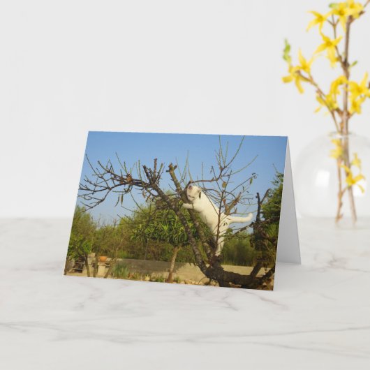 Witte kitten in amandelboom kaart (Gele Bloem)