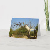 Witte kitten in amandelboom kaart (Voorkant)