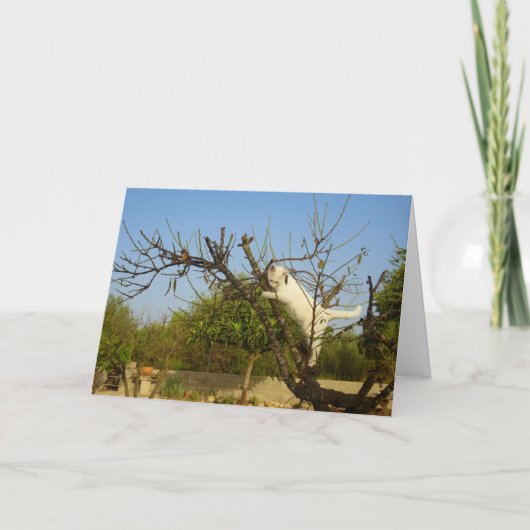 Witte kitten in amandelboom kaart (Voorkant)