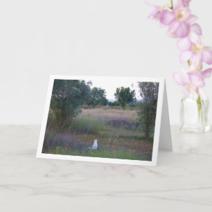 Witte kitten in Campo Kaart