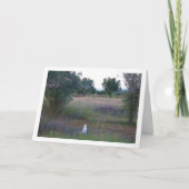 Witte kitten in Campo Kaart (Voorkant)