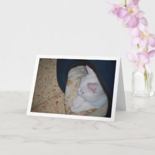 Witte kitten in kattenbed kaart