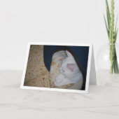 Witte kitten in kattenbed kaart (Voorkant)