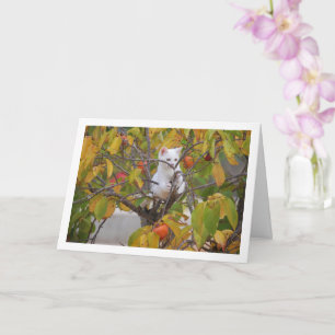 Witte kitten in Persimmon Tree Kaart
