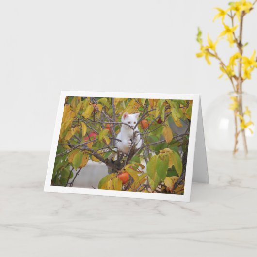 Witte kitten in Persimmon Tree Kaart (Gele Bloem)