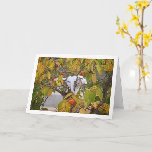 Witte kitten in Persimmon Tree Kaart (Gele Bloem)