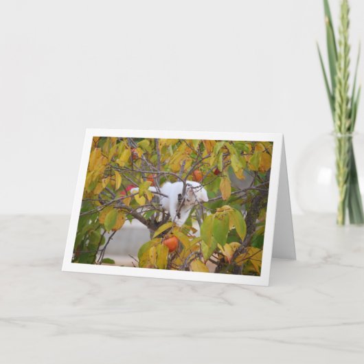Witte kitten in Persimmon Tree Kaart (Voorkant)