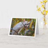 Witte kitten in Persimmon Tree Kaart (Gele Bloem)