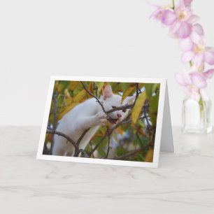 Witte kitten in Persimmon Tree Kaart