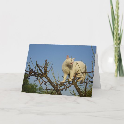 Witte kitten klimmen amandelboom kaart (Voorkant)