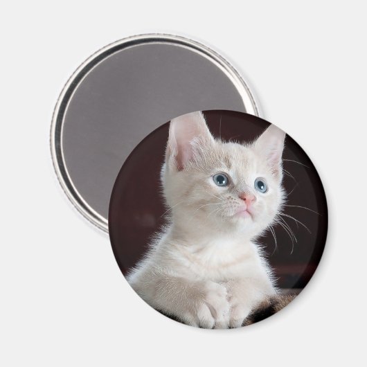 Witte kitten magneet (Voorkant / Achterkant)