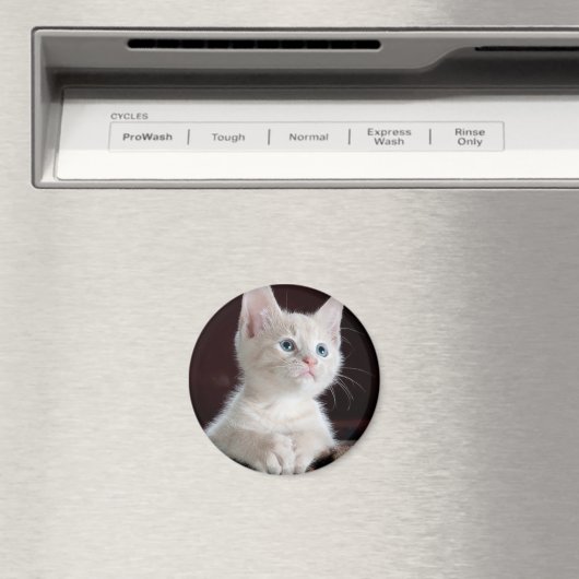 Witte kitten magneet (Insitu (Vaatwasser))