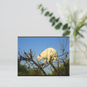 Witte Kitten op Amandelboom Briefkaart (Staand voorkant)