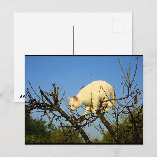 Witte Kitten op Amandelboom Briefkaart (Voorkant / Achterkant)
