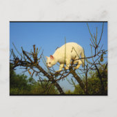 Witte Kitten op Amandelboom Briefkaart (Voorkant)