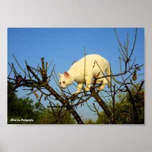 Witte Kitten op Amandelboom Poster