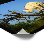 Witte Kitten op Amandelboom Poster (Hoek)