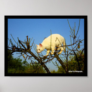 Witte Kitten op Amandelboom Poster