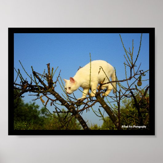 Witte Kitten op Amandelboom Poster (Voorkant)