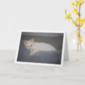 Witte kitten op sofa kaart (Gele Bloem)